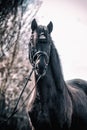 Andalusian stallion. Pura Raza Espanola reproducer