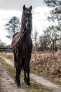 Andalusian stallion. Pura Raza Espanola reproducer Royalty Free Stock Photo