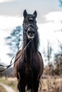 Andalusian stallion. Pura Raza Espanola reproducer