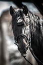 Andalusian stallion. Pura Raza Espanola reproducer