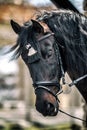 Andalusian stallion. Pura Raza Espanola reproducer Royalty Free Stock Photo