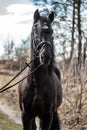 Andalusian stallion. Pura Raza Espanola reproducer