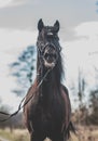 Andalusian stallion. Pura Raza Espanola reproducer