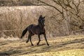 Andalusian stallion. Pura Raza Espanola reproducer Royalty Free Stock Photo