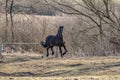 Andalusian stallion. Pura Raza Espanola reproducer Royalty Free Stock Photo