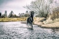 Andalusian stallion. Pura Raza Espanola reproducer Royalty Free Stock Photo