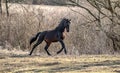 Andalusian stallion. Pura Raza Espanola reproducer Royalty Free Stock Photo