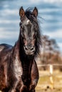 Andalusian stallion. Pura Raza Espanola reproducer Royalty Free Stock Photo