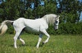 Andalusian white horse galloping on a meadow