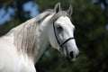 Andalusian white horse portrait on green trees background Royalty Free Stock Photo