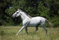 Andalusian white horse portrait galloping on a meadow Royalty Free Stock Photo