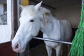 Andalusian white horse with plait