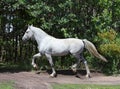 Andalusian white stallion in sunny day