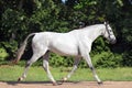 Andalusian white stallion in sunny day