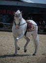 Grey Andalusian horse being shown on line performing a dressage piaffe Royalty Free Stock Photo