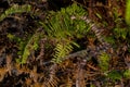 Andam fern wild plants Royalty Free Stock Photo