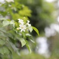 Andaman satinwood delicate white flower Royalty Free Stock Photo