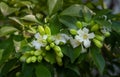 Andaman Satinwood or Orange Jessamine Murraya paniculata in bloom on close focus.