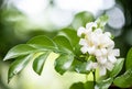 Andaman satinwood or murraya paniculata flowers on nature background