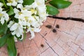 Andaman satinwood on wooden background