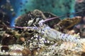 Andaman sea lobster Royalty Free Stock Photo