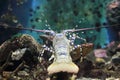 Andaman sea lobster Royalty Free Stock Photo