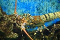 Andaman sea lobster Royalty Free Stock Photo