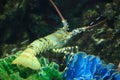 Andaman sea lobster Royalty Free Stock Photo