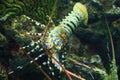 Andaman sea lobster Royalty Free Stock Photo