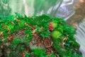 Andaman Thailand outdoor photography of waterfall in rain jungle forest. Trees, PHUKET, Royalty Free Stock Photo