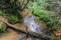 Andasibe Rainforest in Madagascar Royalty Free Stock Photo