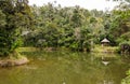 Andasibe Rainforest in Madagascar Royalty Free Stock Photo