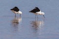 Andean avocet (Recurvirostra andina) in Laguna Cejar, Atacama desert, Chile