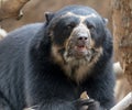 Andean Bear eating a piece of coconut