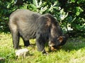Andean bear eating meal