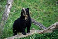 Andean bear most rare bear of the world