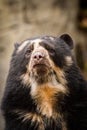 Andean Bear