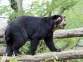 Andean bear walking on a tree branch