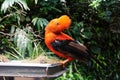 Andean cock of the rock Royalty Free Stock Photo