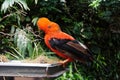 Andean cock of the rock Royalty Free Stock Photo