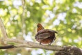 Andean Cock-of-the-Rock bird perched on a branch Royalty Free Stock Photo