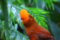 Andean cock-of-the-rock bird Rupicola rupicola peruvianus Royalty Free Stock Photo