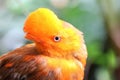 Andean cock-of-the-rock bird Rupicola rupicola peruvianus Royalty Free Stock Photo