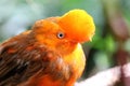 Andean cock-of-the-rock bird Rupicola rupicola peruvianus Royalty Free Stock Photo