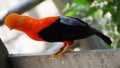 Andean Cock-of-the-rock bird in South America Royalty Free Stock Photo