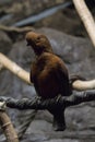 Andean of the Rock Female