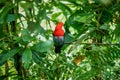 The beautiful cock-of-the-rock sitting in the Peruvian rainforest. Royalty Free Stock Photo