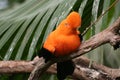 Andean cock-of-the-rock (Rupicola peruviana) Royalty Free Stock Photo