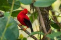 Andean Cock of the Rock - Rupicola peruviana Royalty Free Stock Photo