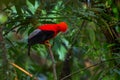 Andean Cock of the Rock - Rupicola peruviana Royalty Free Stock Photo